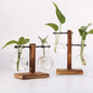 Hydroponic Glass Terrarium Vase